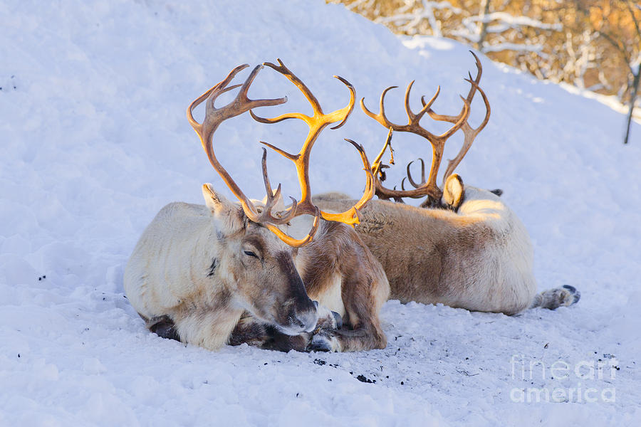 Two reindeer sleeping in the snow Photograph by Kathleen Smith - Fine