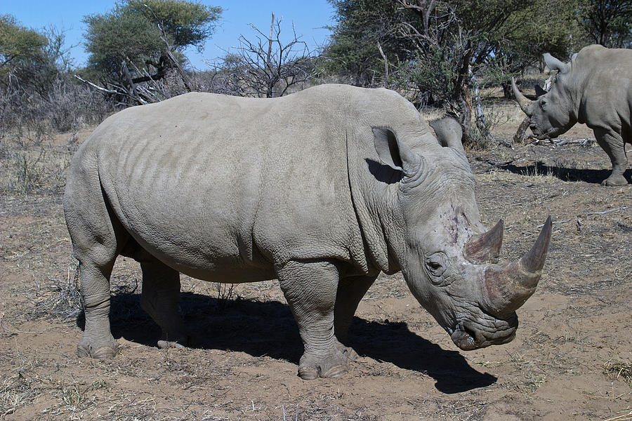 Two Rhinoceros Namibia Photograph by David Kleinsasser