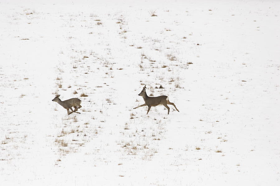 Two Roe Deer Running On Snow Photograph