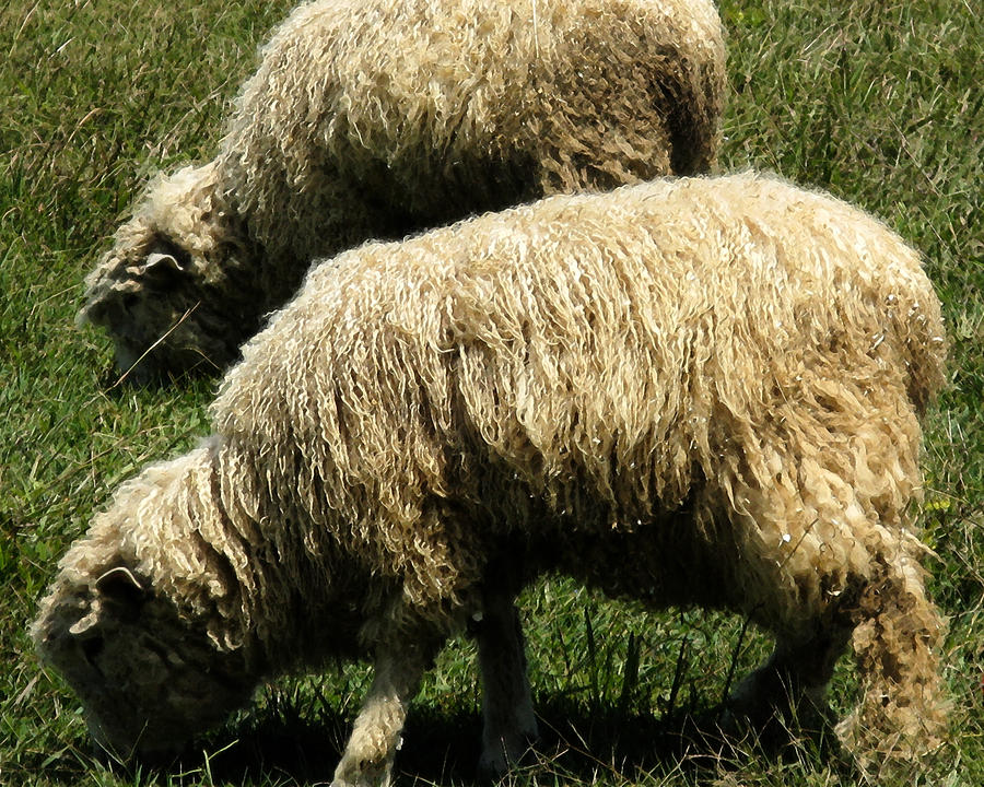 Two Sheep Photograph by Patricia Januszkiewicz