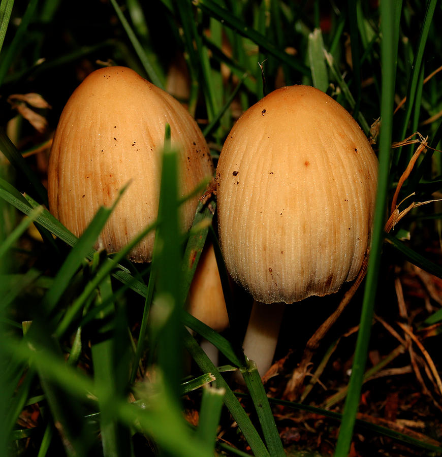 Two Shrooms Photograph by Robert Morin