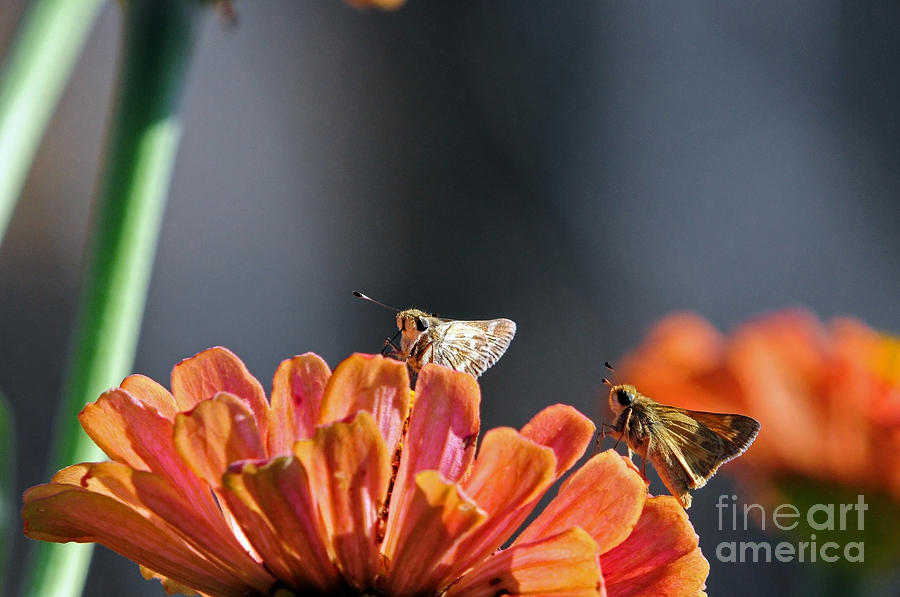 Butterfly Photograph - Two Skipper Butterflies by Laura Mountainspring