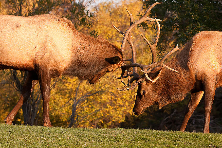 Two Sparring Bull Elk 90 Photograph by James BO Insogna