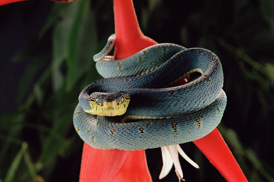 Two-striped Forest Pit Viper Bothrops Photograph by Claus Meyer