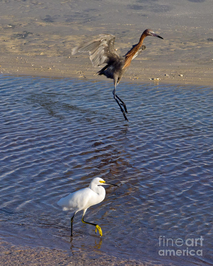 Two Strutting Egrets Photograph by Stephen Whalen