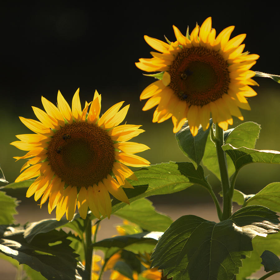 Two Sunflowers Photograph by Steve Gravano