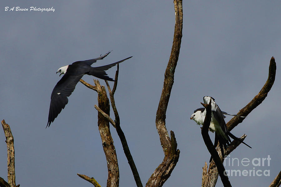 Two Swallow tailed kites in a snag Photograph by Barbara Bowen