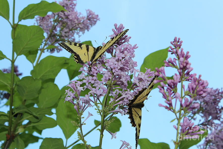 Butterfly Photograph - Two Swallowtails by Stephanie Kripa