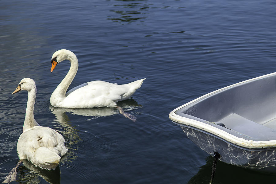 Two Swans A Swimming Photograph by Kate Hannon