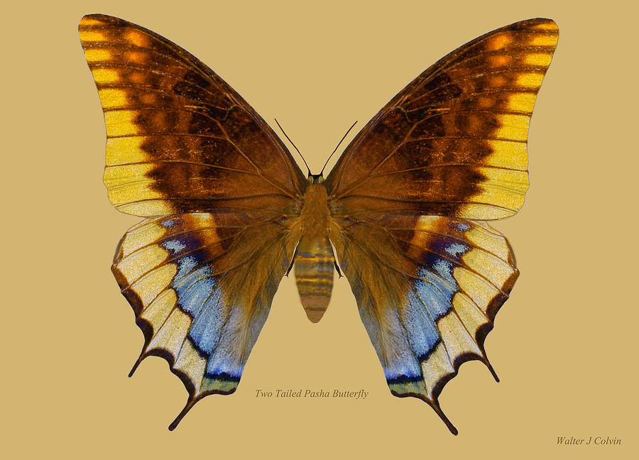 Two Tailed Pasha Butterfly Digital Art by Walter Colvin