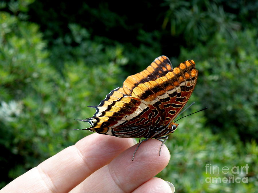 Two Tailed Pasha Photograph by Lainie Wrightson