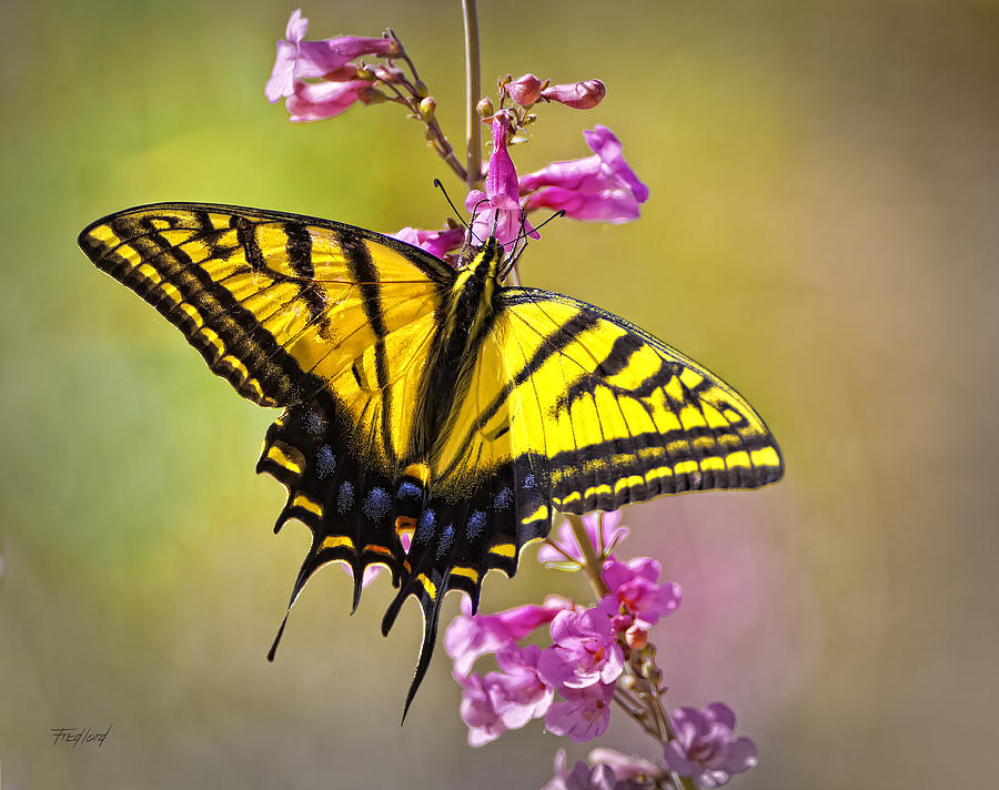 Two-tailed Swallowtail Butterfly Photograph by Fred J Lord