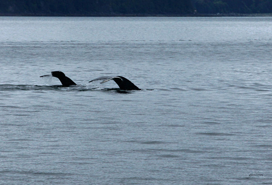 Two Tails of Whales Photograph by Gary Gunderson