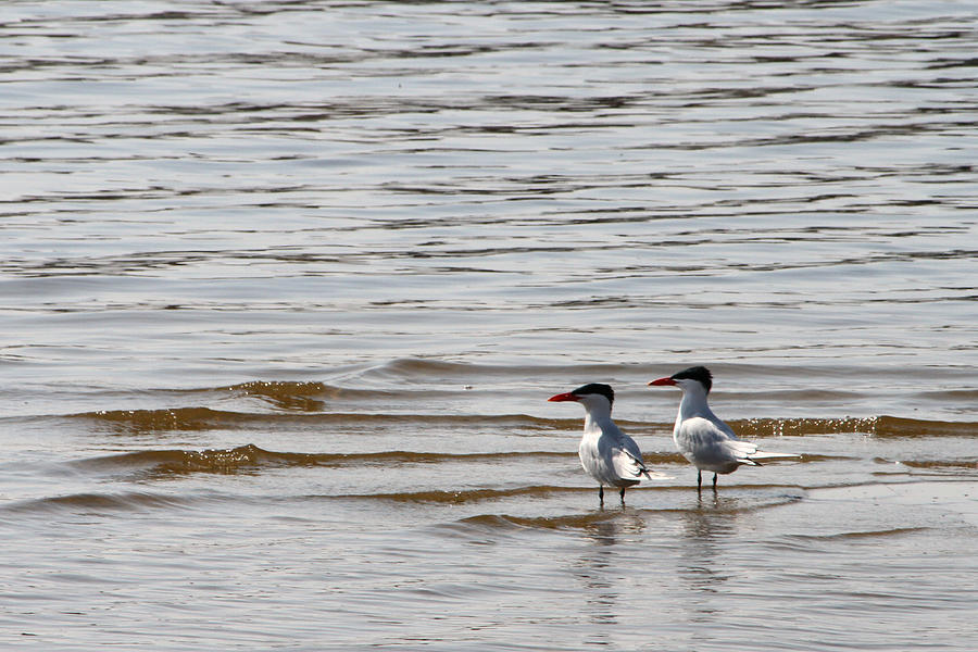 Two Terns Photograph by Mark J Seefeldt