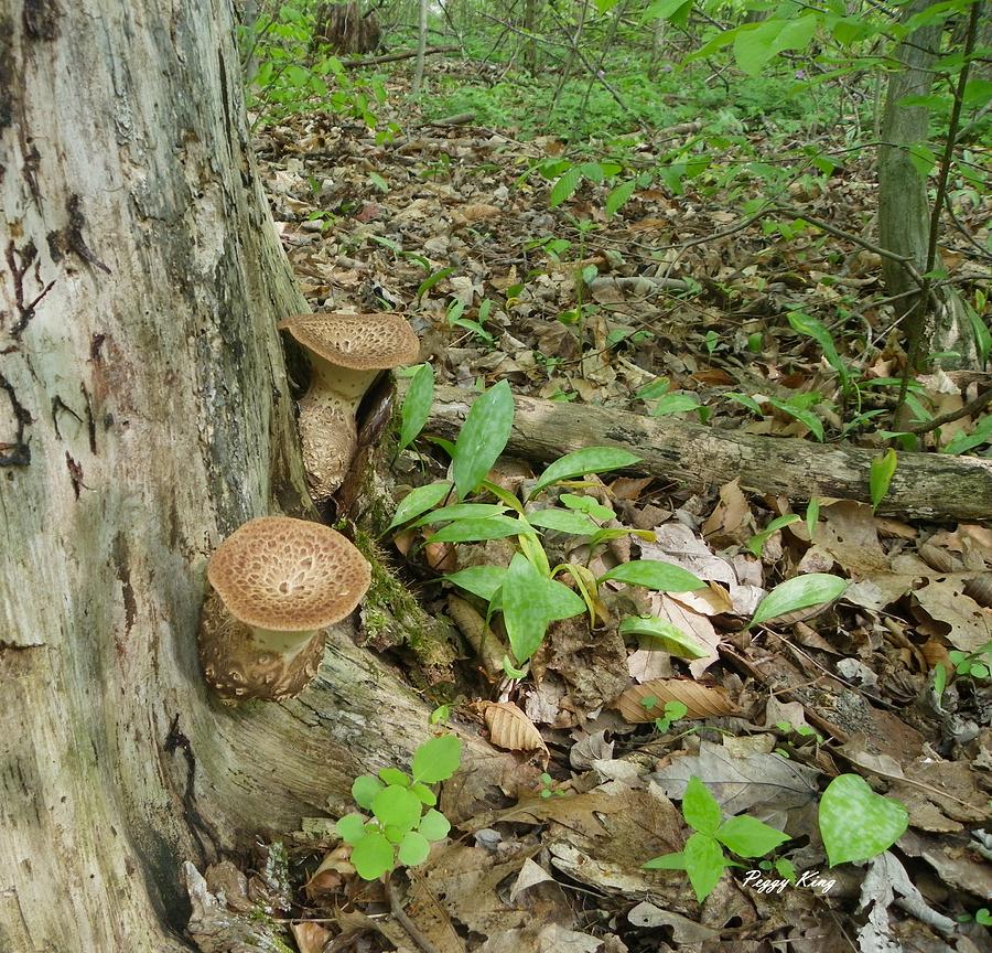 Two Tiny Toadstools Tucked Against A Tree Trunk Photograph by Peggy King