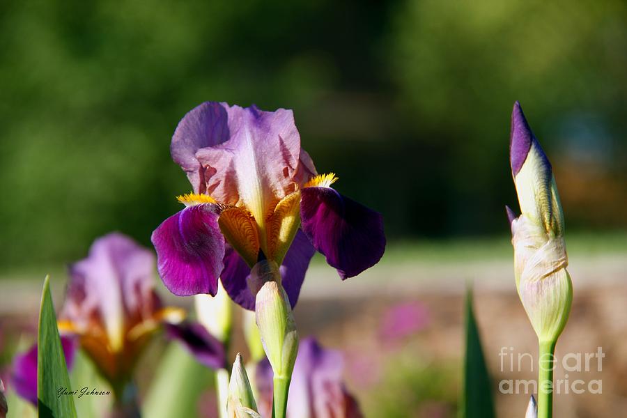 Two tone Purple Iris Photograph by Yumi Johnson