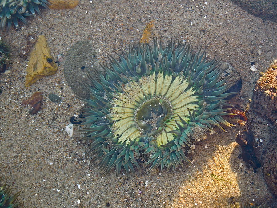 Two Toned Sea Anemone  Photograph by Diana Hatcher
