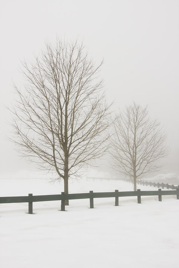 Two Trees And Fence In Winter Fog Photograph by Keith Webber Jr