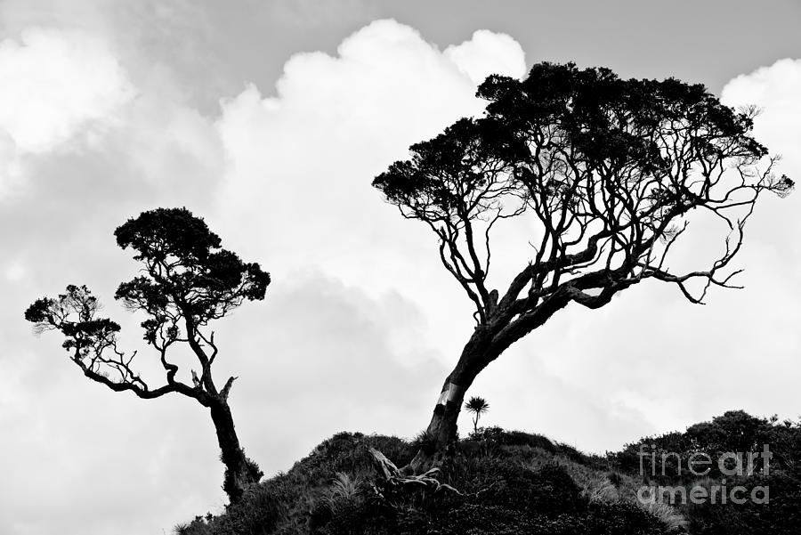 Two Trees in Black and White Photograph by Yurix Sardinelly