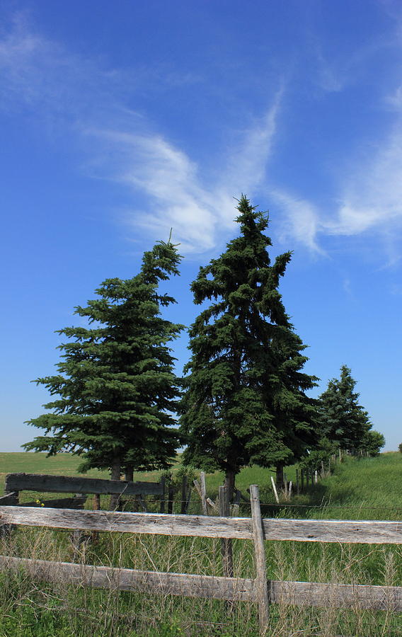 Tree Photograph - Two trees on the Alberta Prairies by Jim Sauchyn