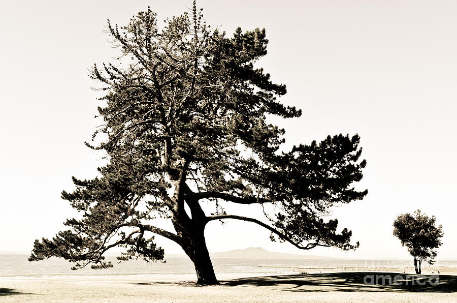 Two trees on the Ocean beach Photograph by Yurix Sardinelly