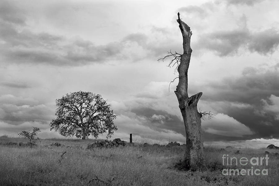 Two Trees Photograph by Richard Verkuyl