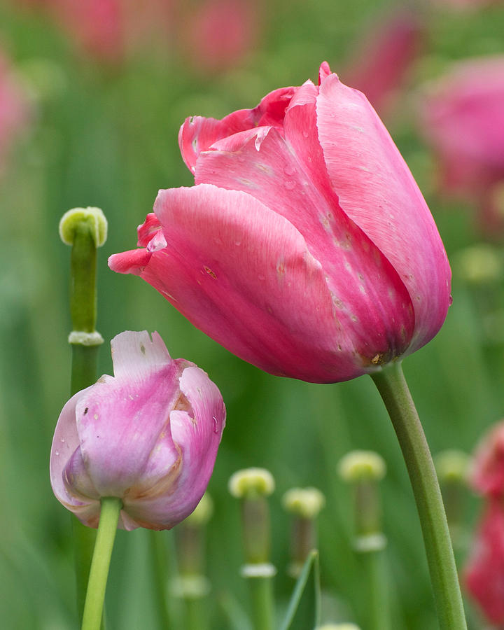 Two Tulips Photograph
