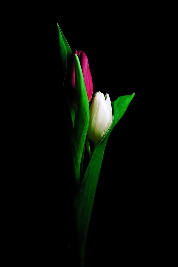 Two Tulips  Photograph by Elsa Santoro