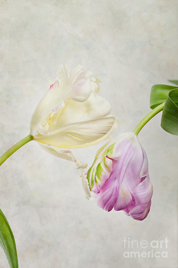 Flower Photograph - Two Tulips by Nailia Schwarz