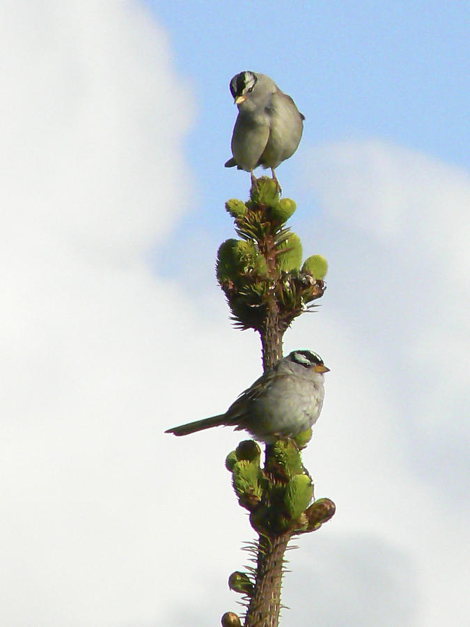 Two Tweet Birdies Photograph by Pamela Patch