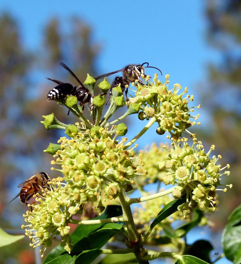 Two Wasps And A Bee Photograph by Will Borden