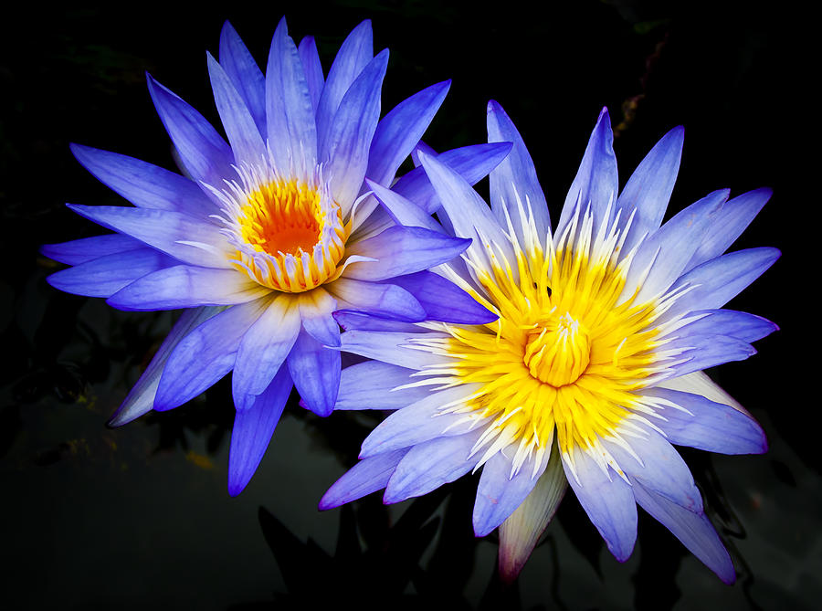 Two Waterlillies Photograph by Joe Carini - Printscapes