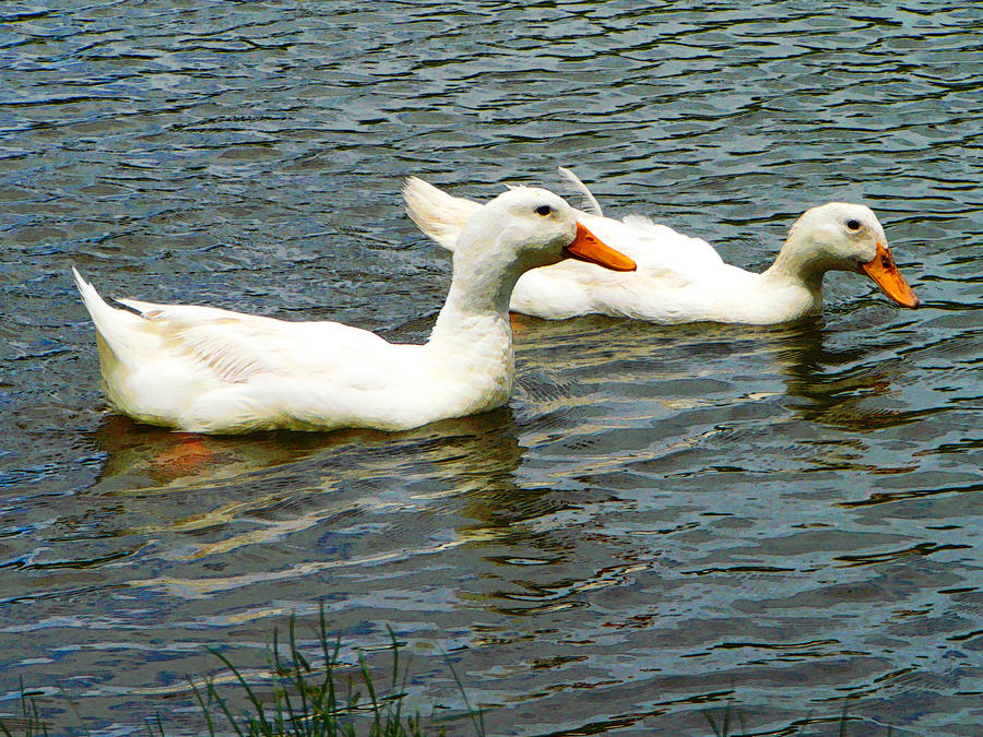 Two White Ducks Photograph by Susan Savad