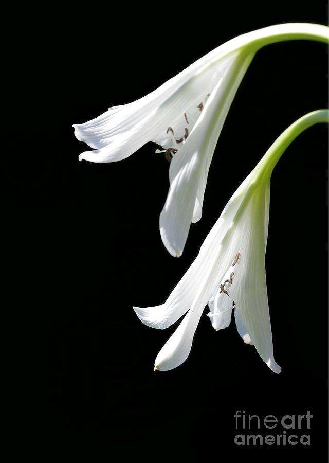 Lily Photograph - Two White Lilies by Sabrina L Ryan