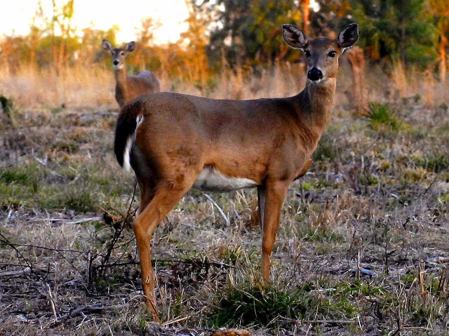 Two White Tails Photograph by David Lee Thompson - Fine Art America