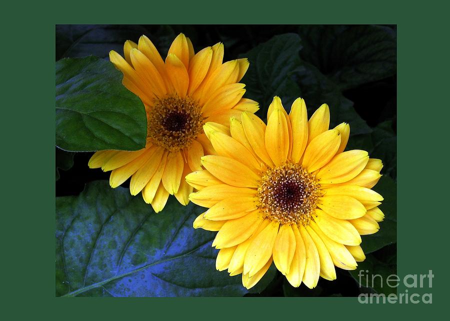 Two Yellow Dahlias Digital Art by Dale   Ford