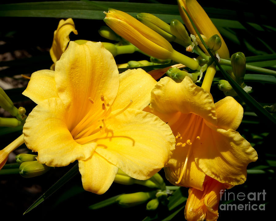 Two Yellow Day Lilies Photograph by Kristen Fox
