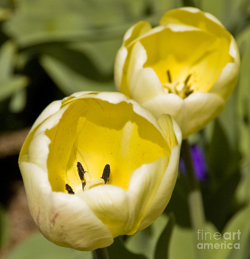 Two Yellow Tulips Photograph by Tim Mulina