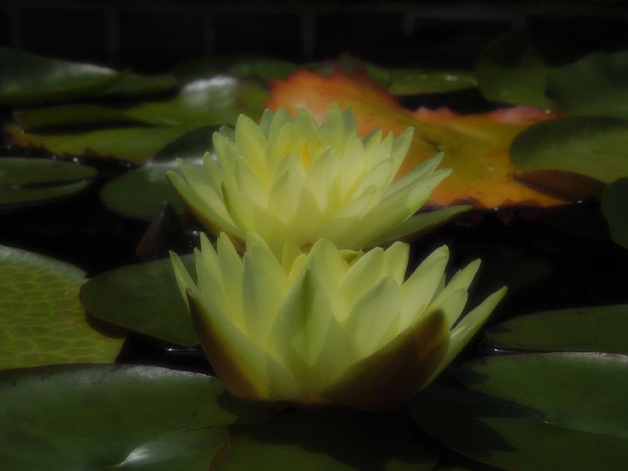Two Yellow Water Lilies Photograph by Chad and Stacey Hall