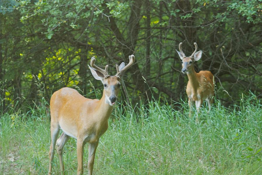 Two Young Bucks 8315 Photograph by Michael Peychich