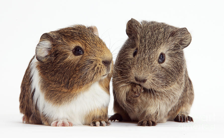 Nature Photograph - Two Young Guinea Pigs by Mark Taylor