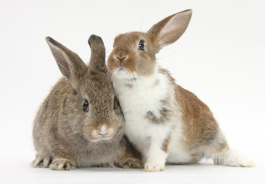 Animal Photograph - Two Young Rabbits by Mark Taylor