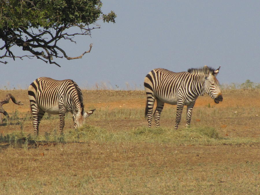 Two Zebras Peaceful Day Photograph by Shawn Hughes