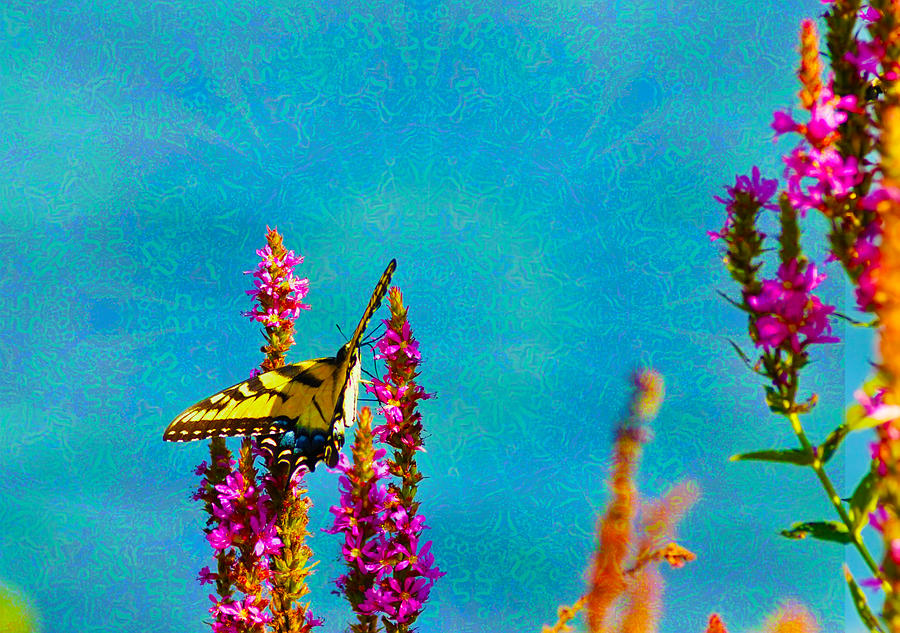 Tye Dye Butterfly Photograph by Bill Cannon