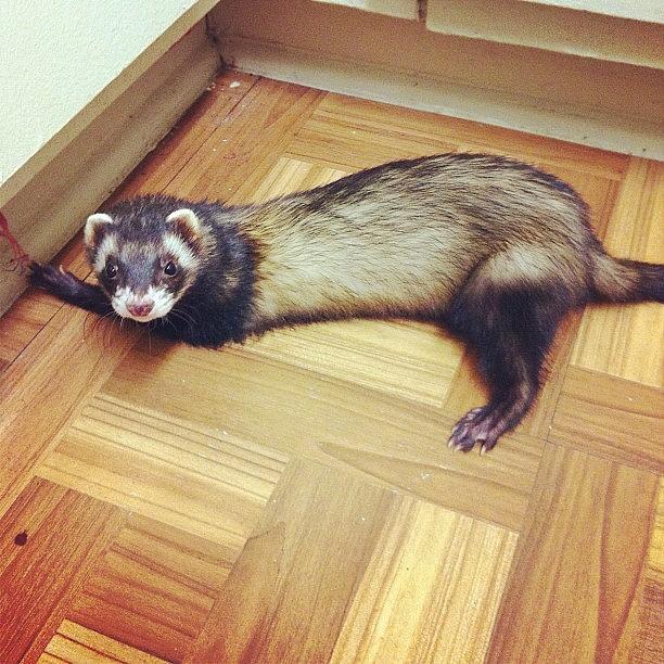 Ferret Photograph - Tyler Durden Being A Silly Little by Mary Wilkinson