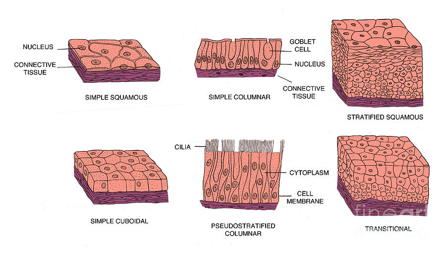 Science Photograph - Types Of Epithelial Cells by Science Source