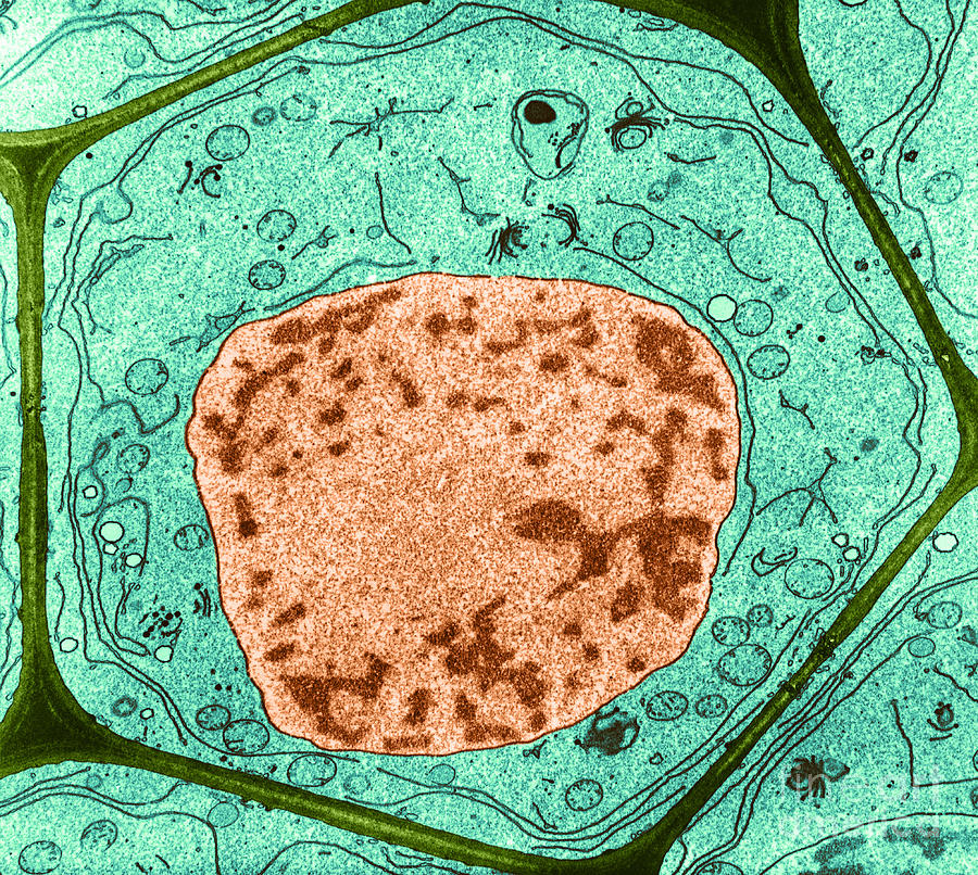 Typical Plant Cell Photograph by Omikron