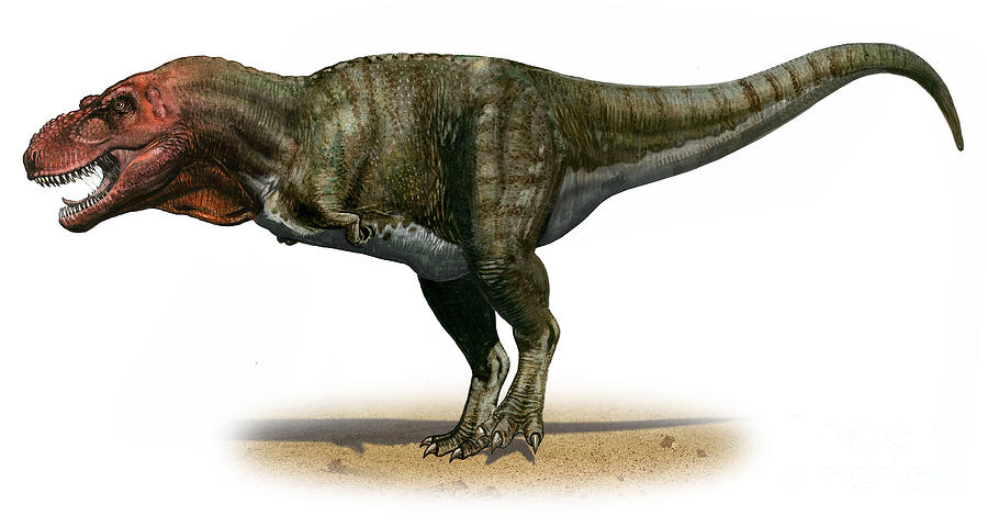 Thaisen Tyrannosaurus T-Rex Dinosaur