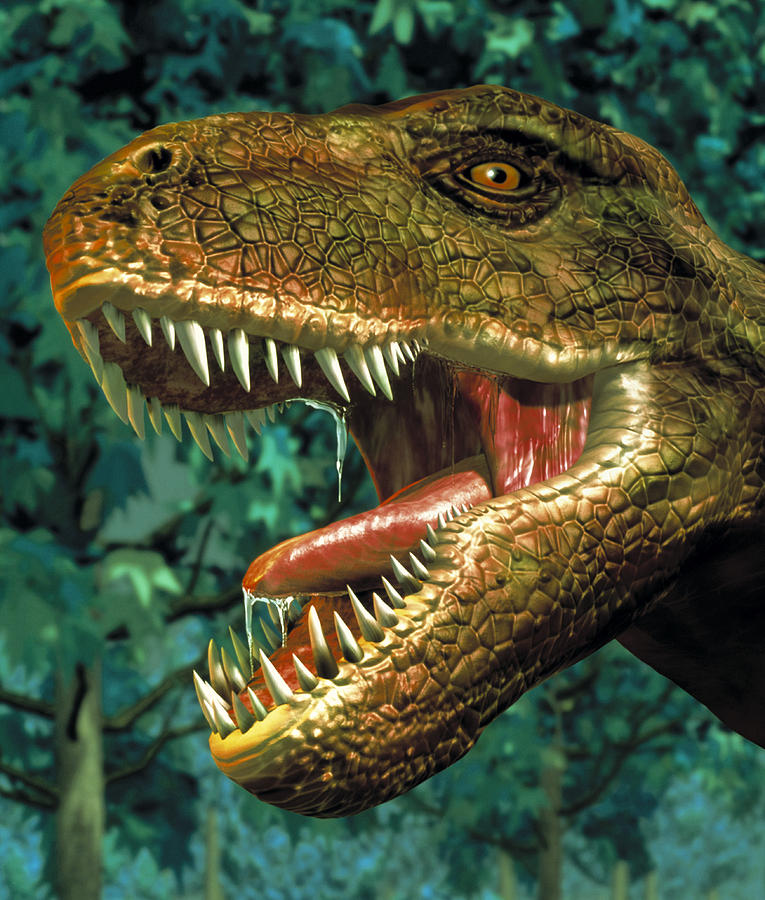 Tyrannosaurus Rex Dinosaur Head Photograph By Roger Harris Fine Art America 