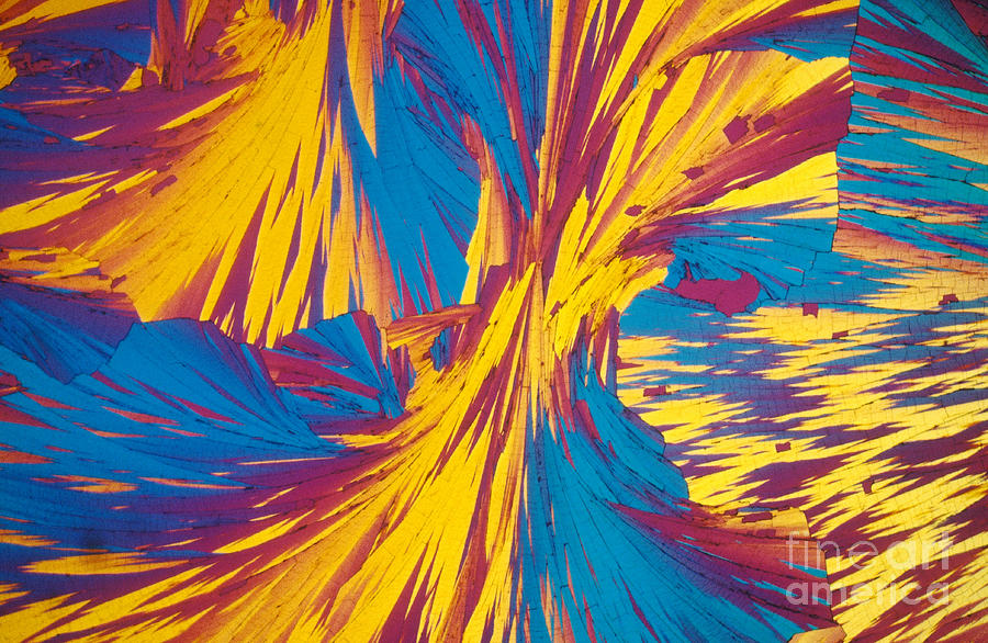 Light Micrograph Photograph - Tyrosine by Michael W. Davidson